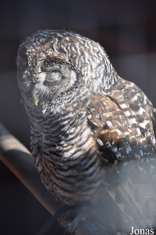 Strix chacoensis