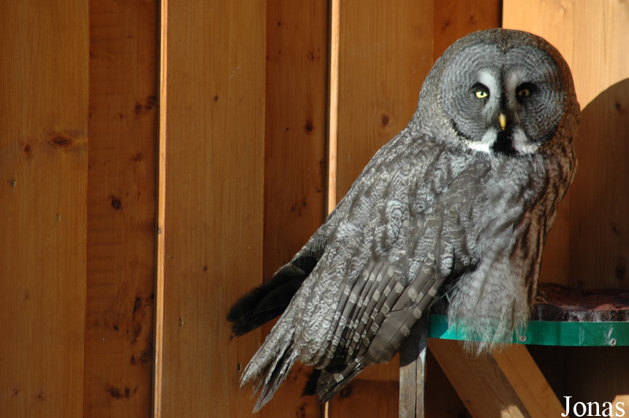 Strix nebulosa lapponica