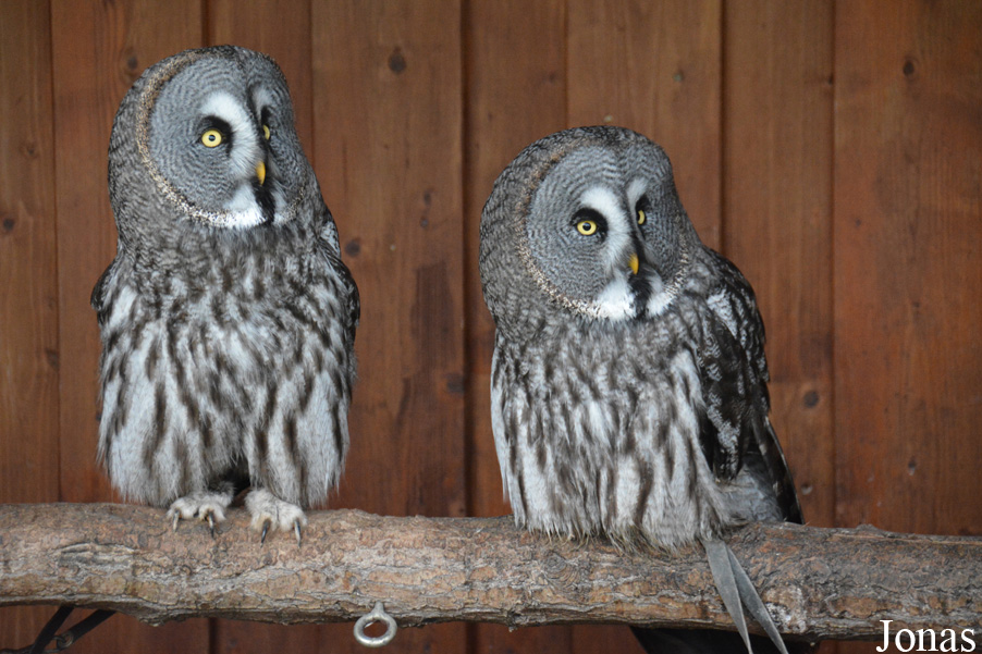 Strix nebulosa lapponica