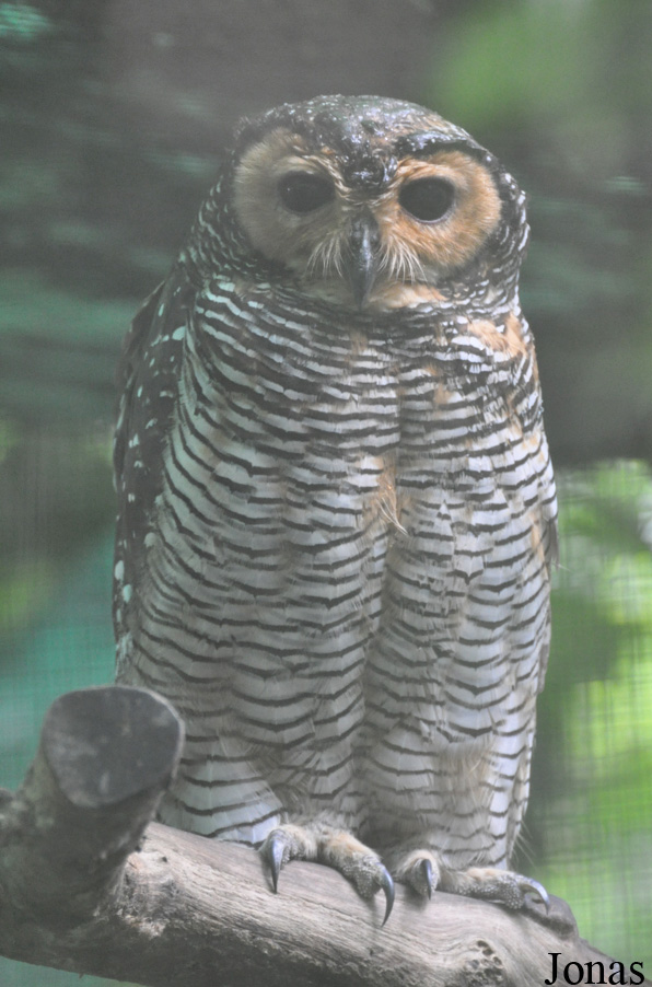 Strix seloputo