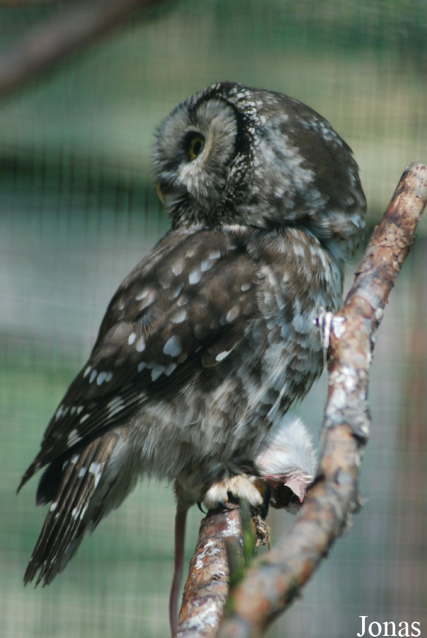 Aegolius funereus