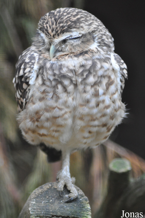 Athene cunicularia