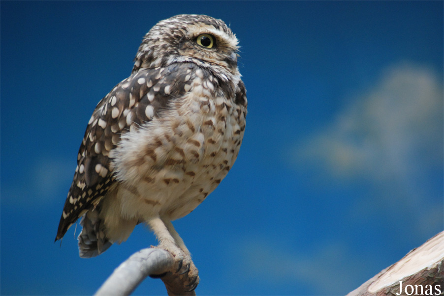 Athene cunicularia