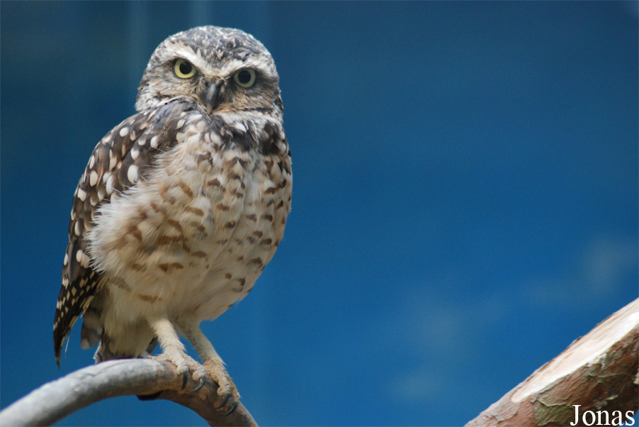 Athene cunicularia