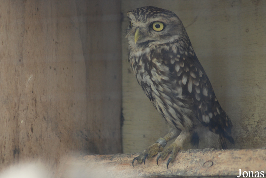 Athene noctua