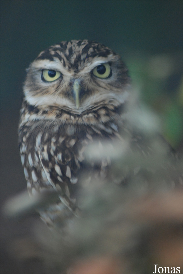 Athene noctua