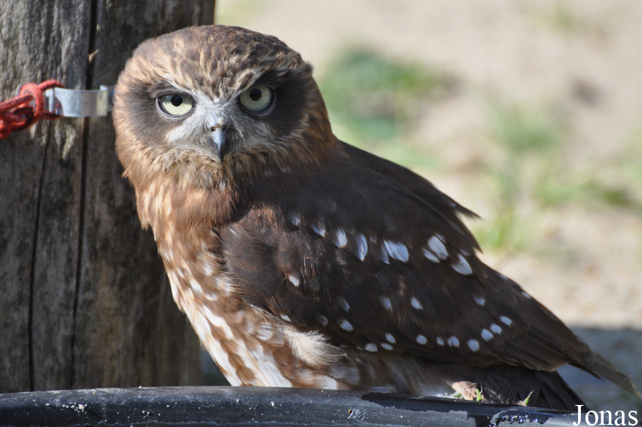 Ninox novaeseelandiae
