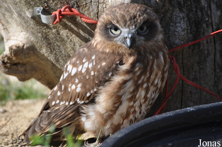 Ninox novaeseelandiae