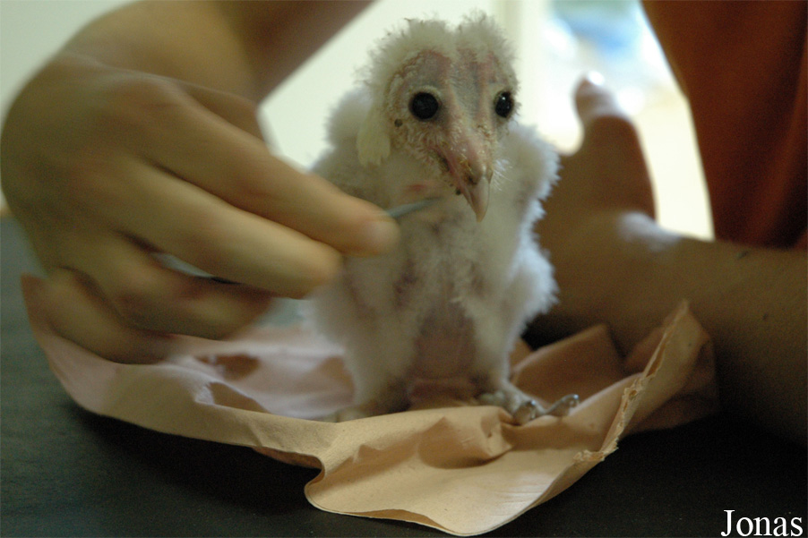 Tyto alba