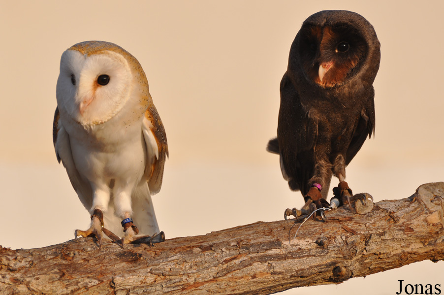 Tyto alba