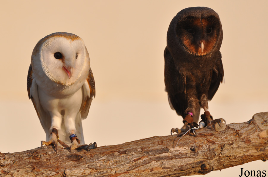 Tyto alba