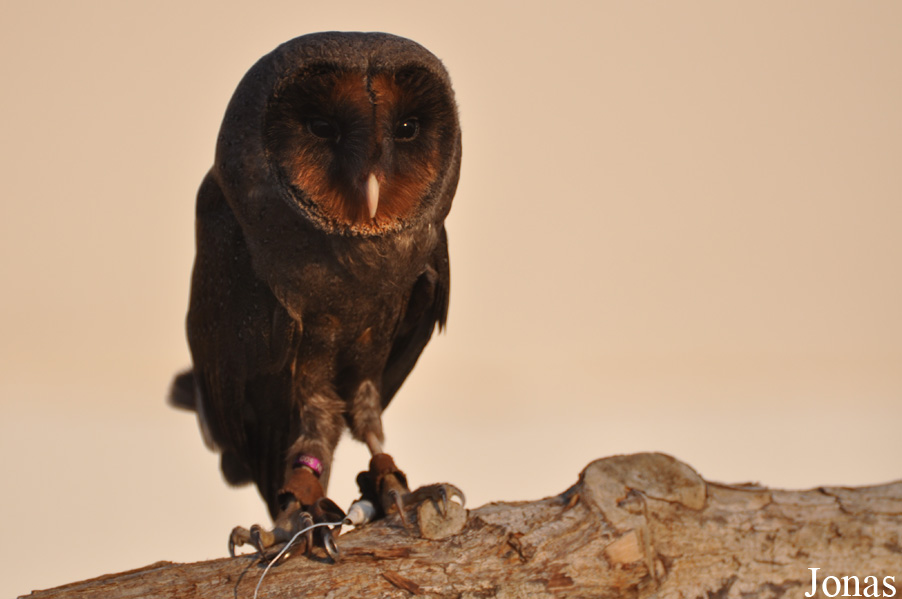 Tyto alba