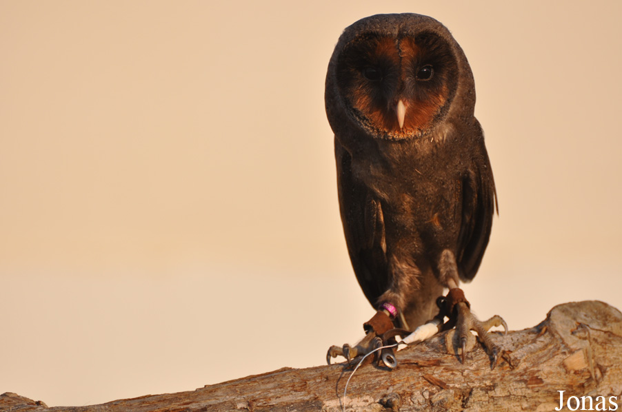 Tyto alba