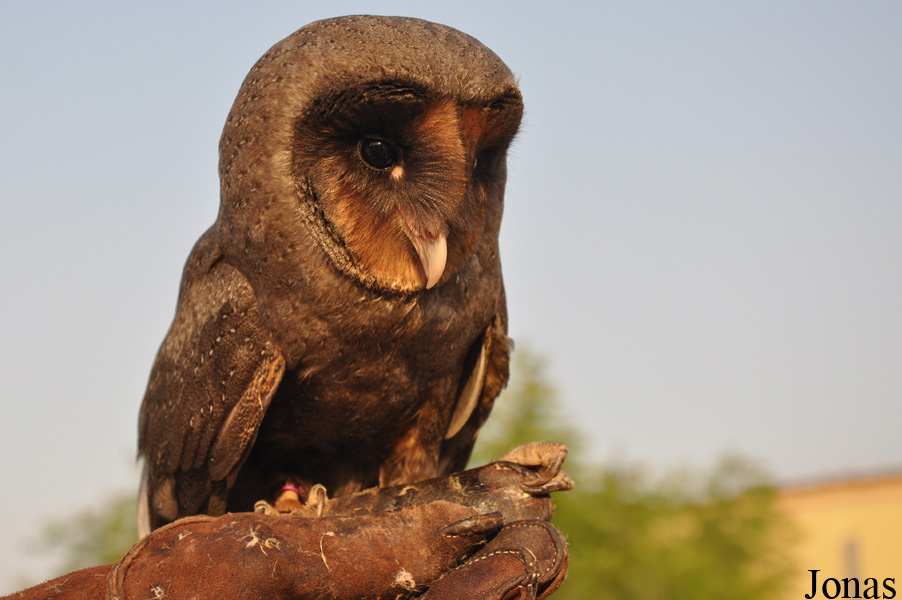Tyto alba