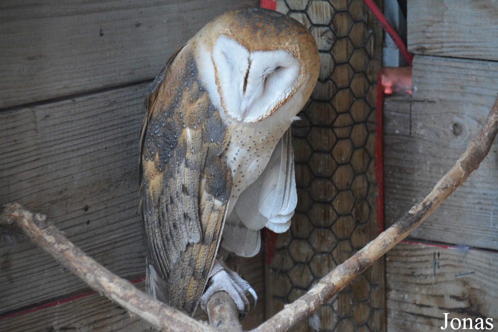 Tyto alba pratincola