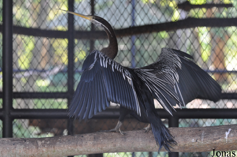Anhinga melanogaster