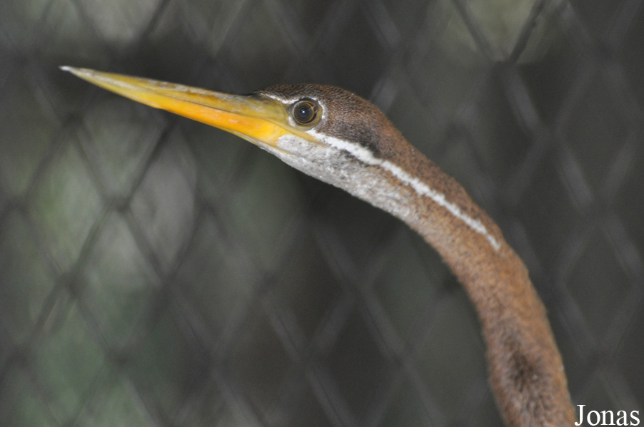 Anhinga melanogaster