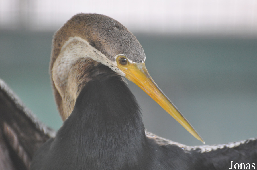 Anhinga melanogaster