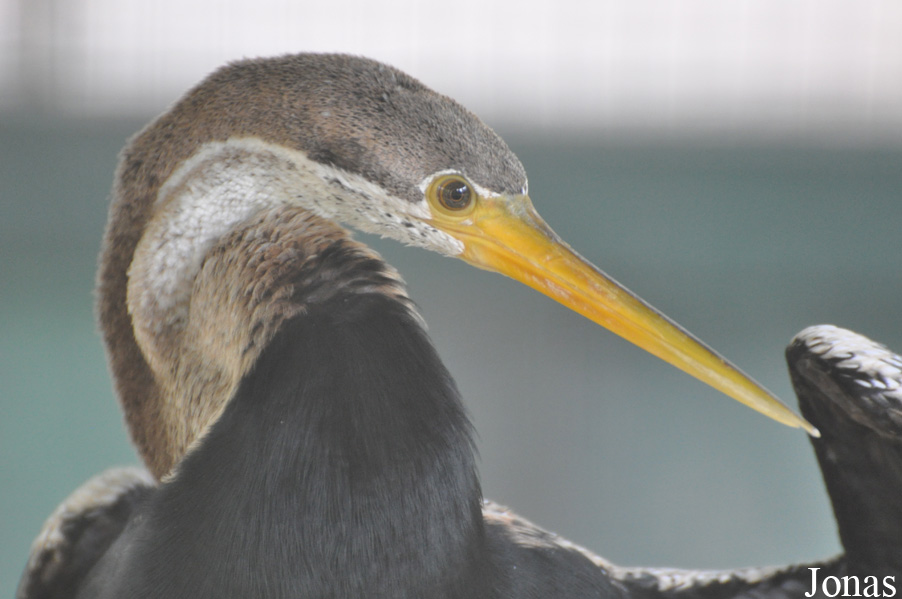 Anhinga melanogaster