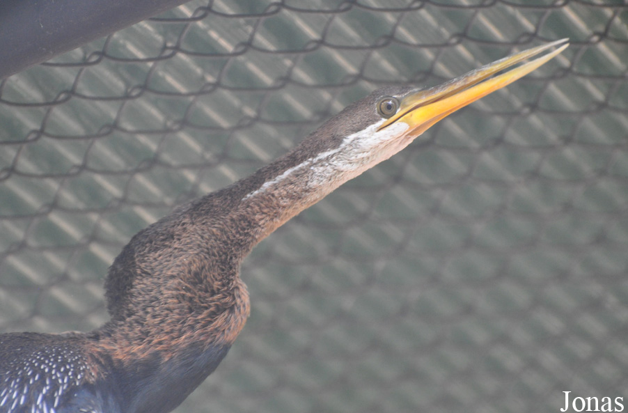 Anhinga melanogaster