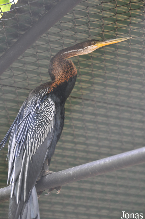 Anhinga melanogaster