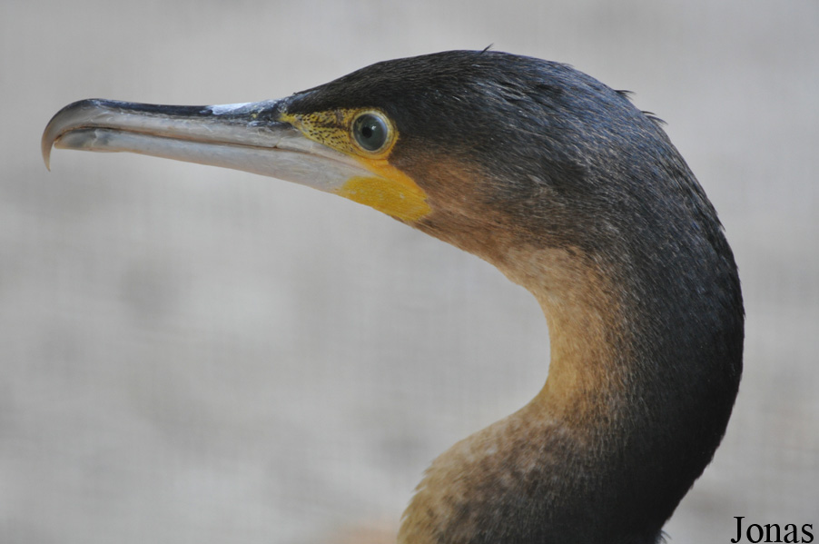 Phalacrocorax carbo lucidus