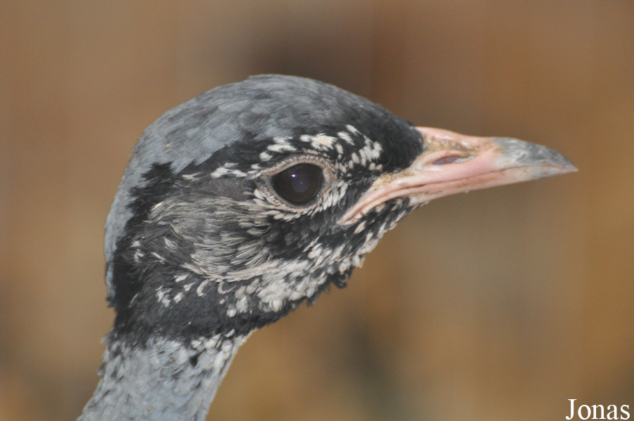 Eupodotis senegalensis