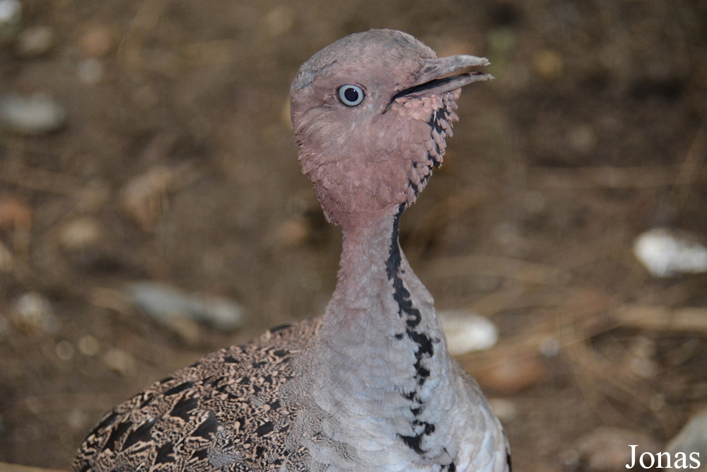 Lophotis gindiana