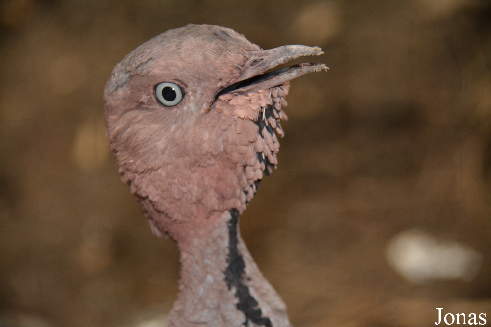Lophotis gindiana