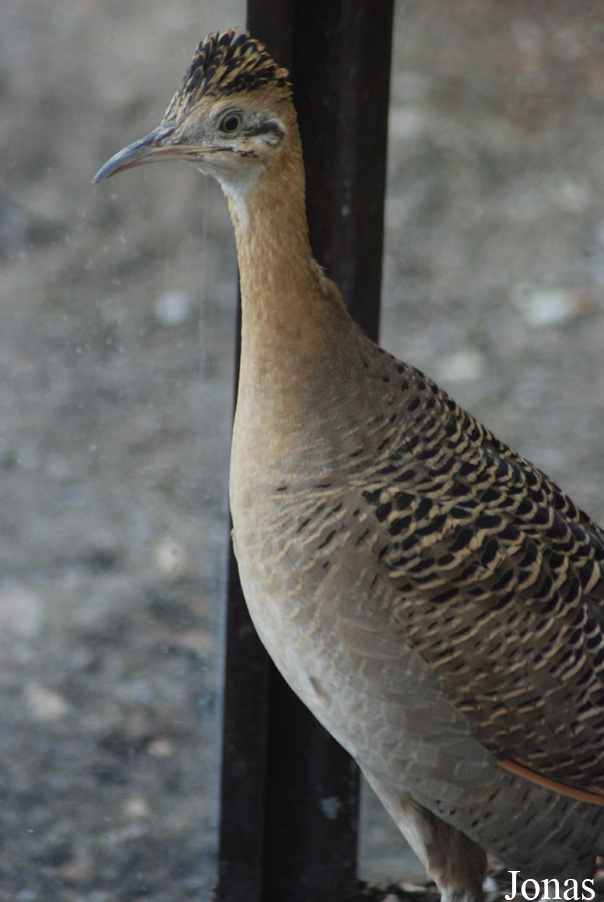 Rhynchotus rufescens