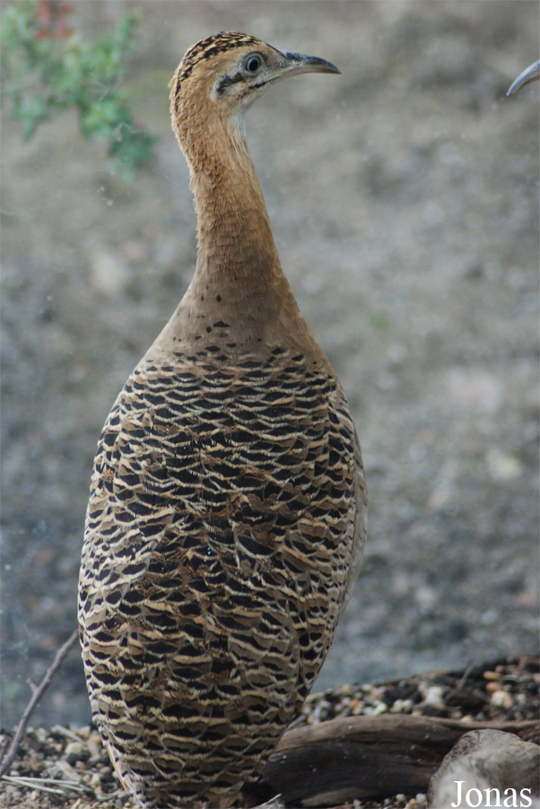 Rhynchotus rufescens