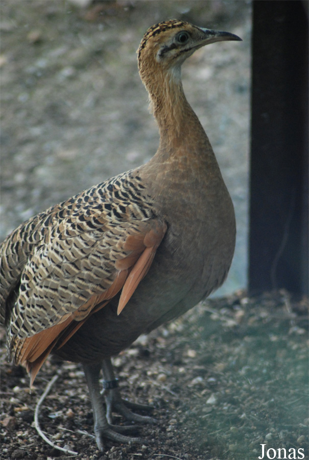 Rhynchotus rufescens