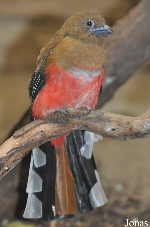 Harpactes erythrocephalus