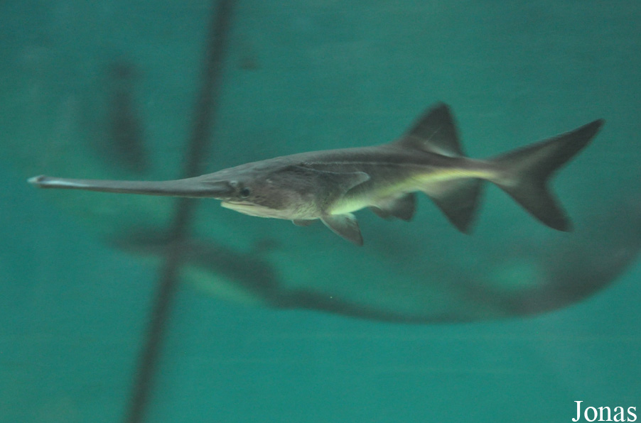 Polyodon spathula