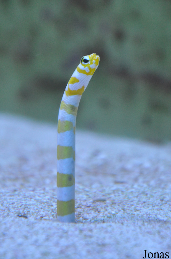 Gorgasia preclara