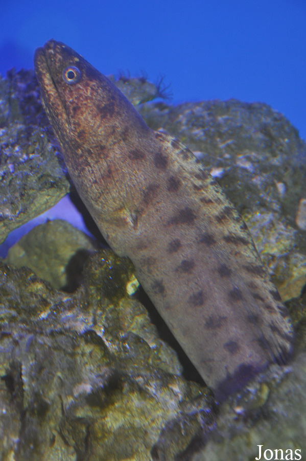 Gymnothorax reevesii
