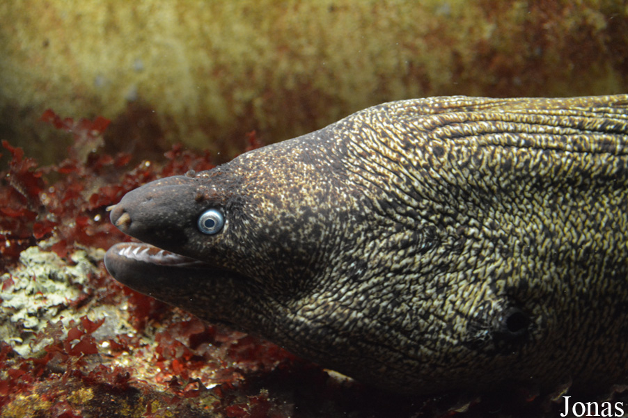 Muraena helena