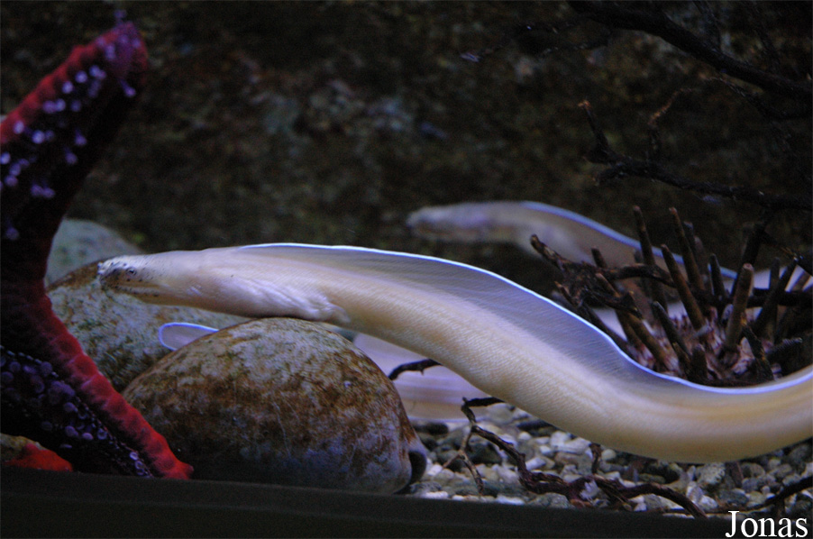 Uropterygius concolor