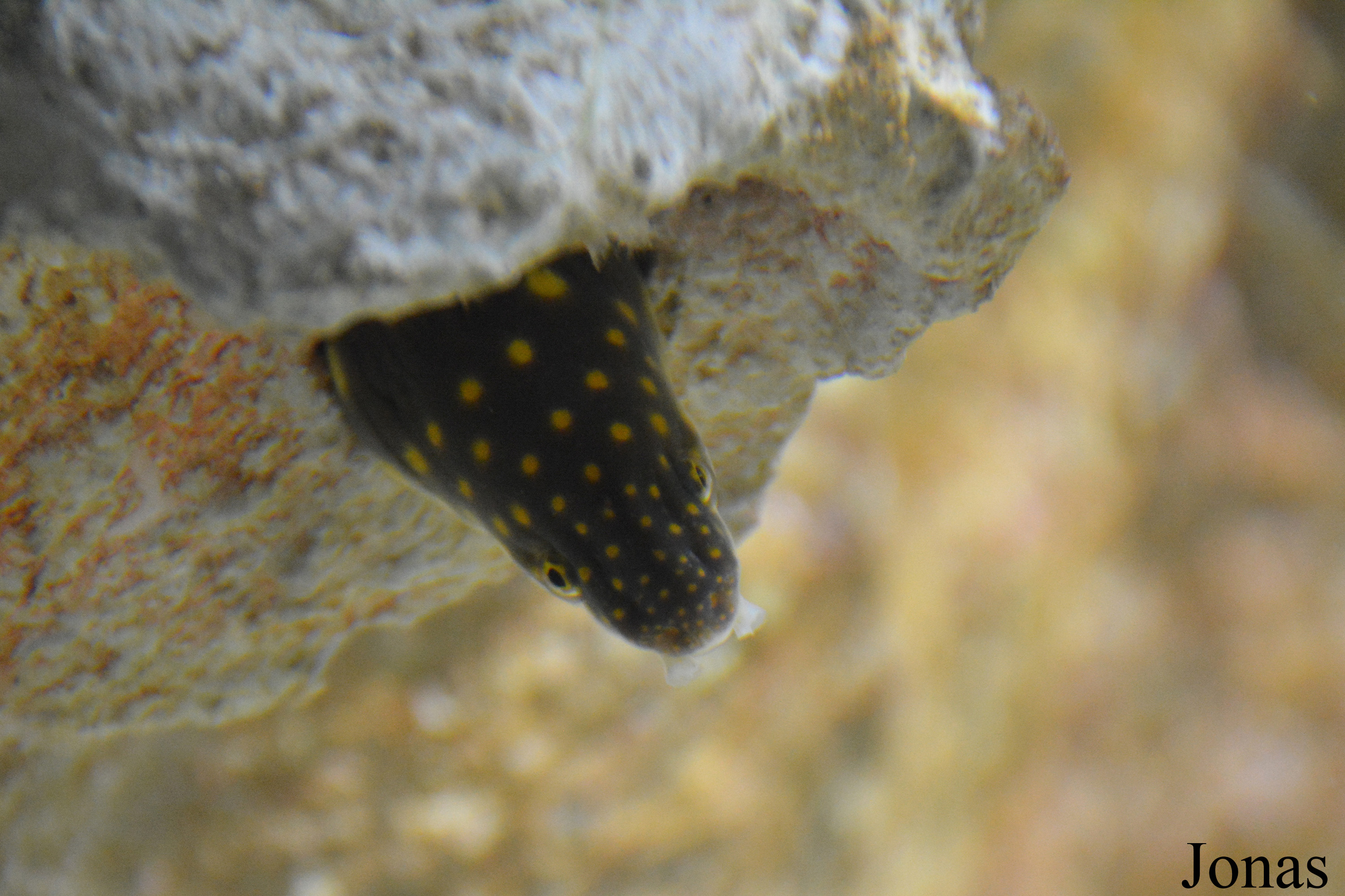 Myrichthys breviceps