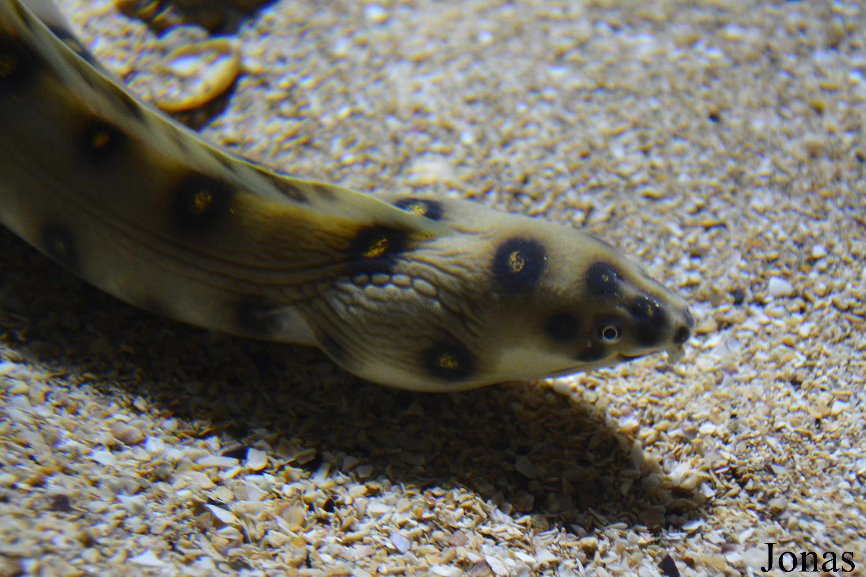 Myrichthys ocellatus