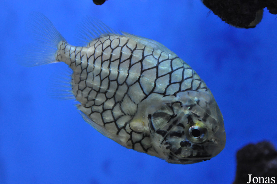 Cleidopus gloriamaris