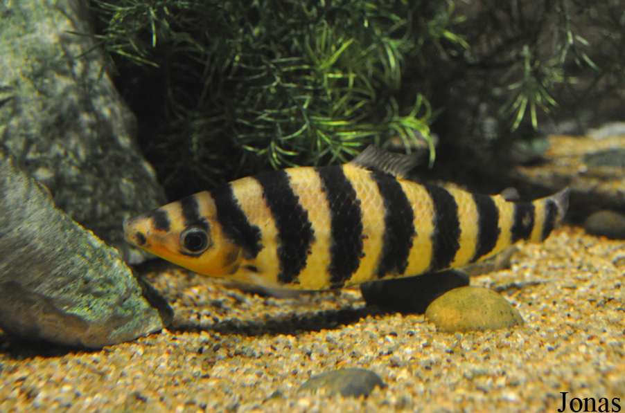 Leporinus fasciatus