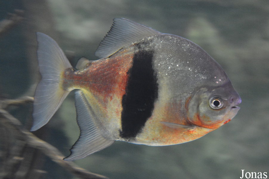 Myleus schomburgkii