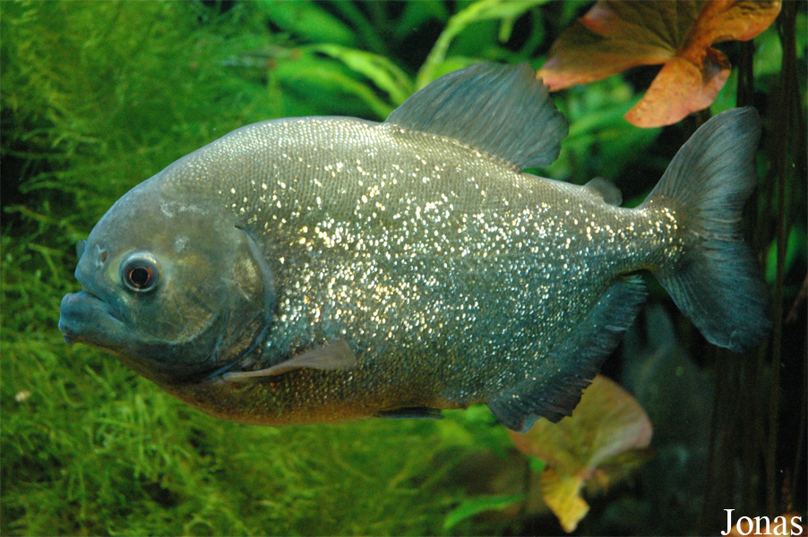 Pygocentrus nattereri