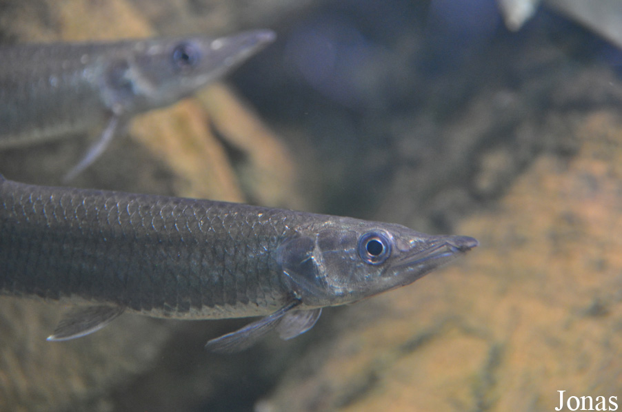 Ctenolucius hujeta