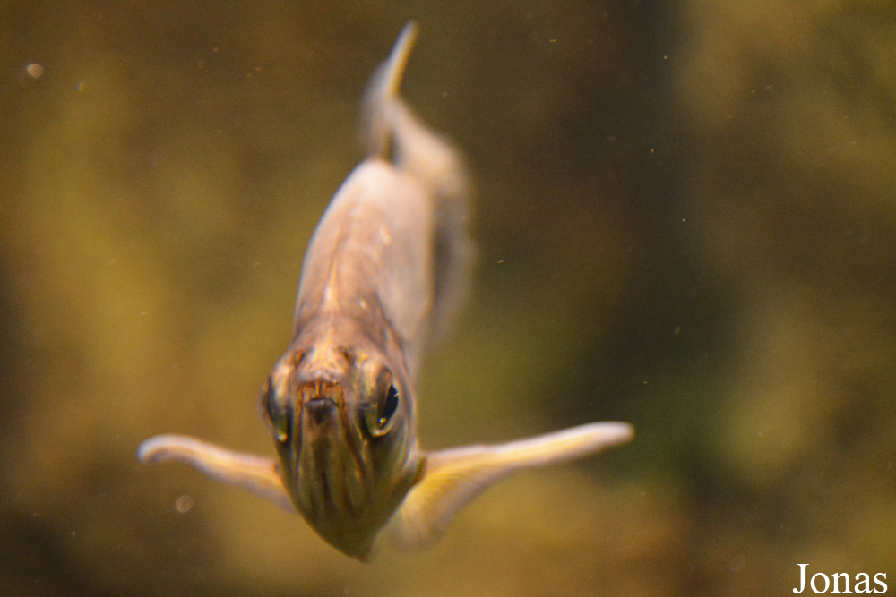 Hydrolycus scomberoides