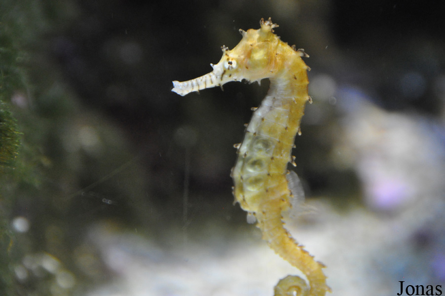 Hippocampus barbouri