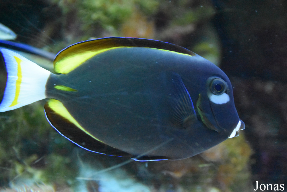 Acanthurus nigricans