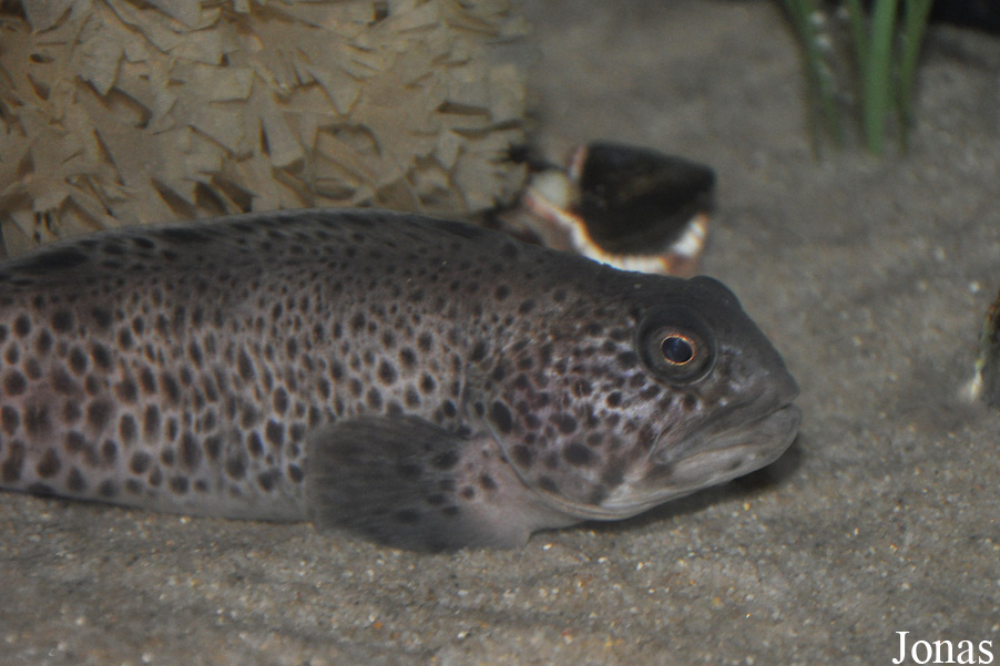 Anarhichas minor