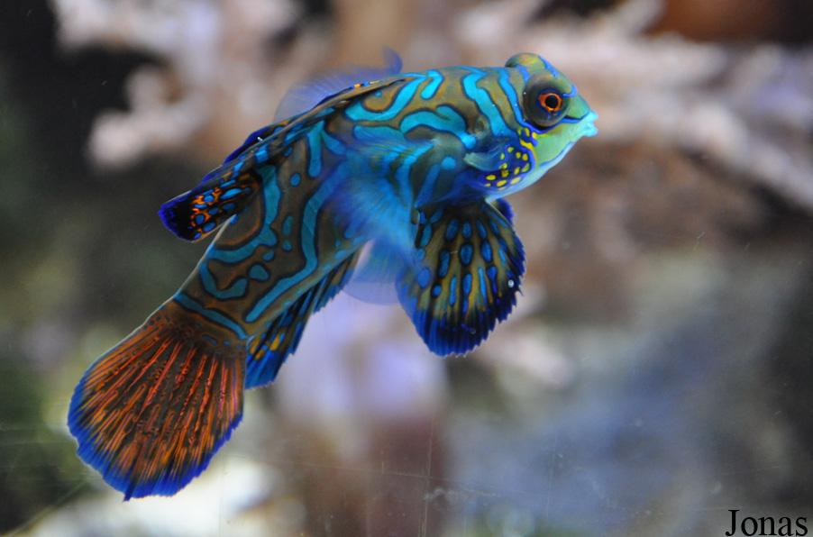 Synchiropus splendidus